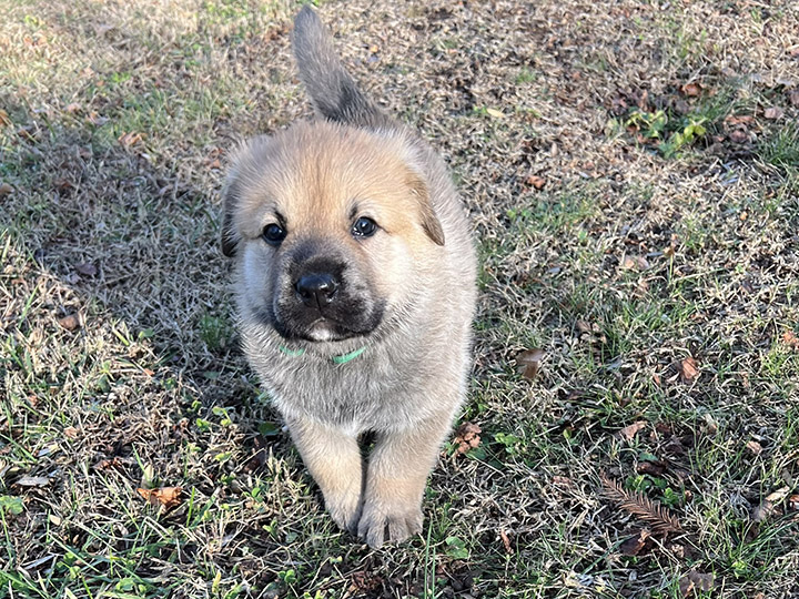 chinook dog